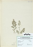 藏品(膜葉卷柏)的圖片